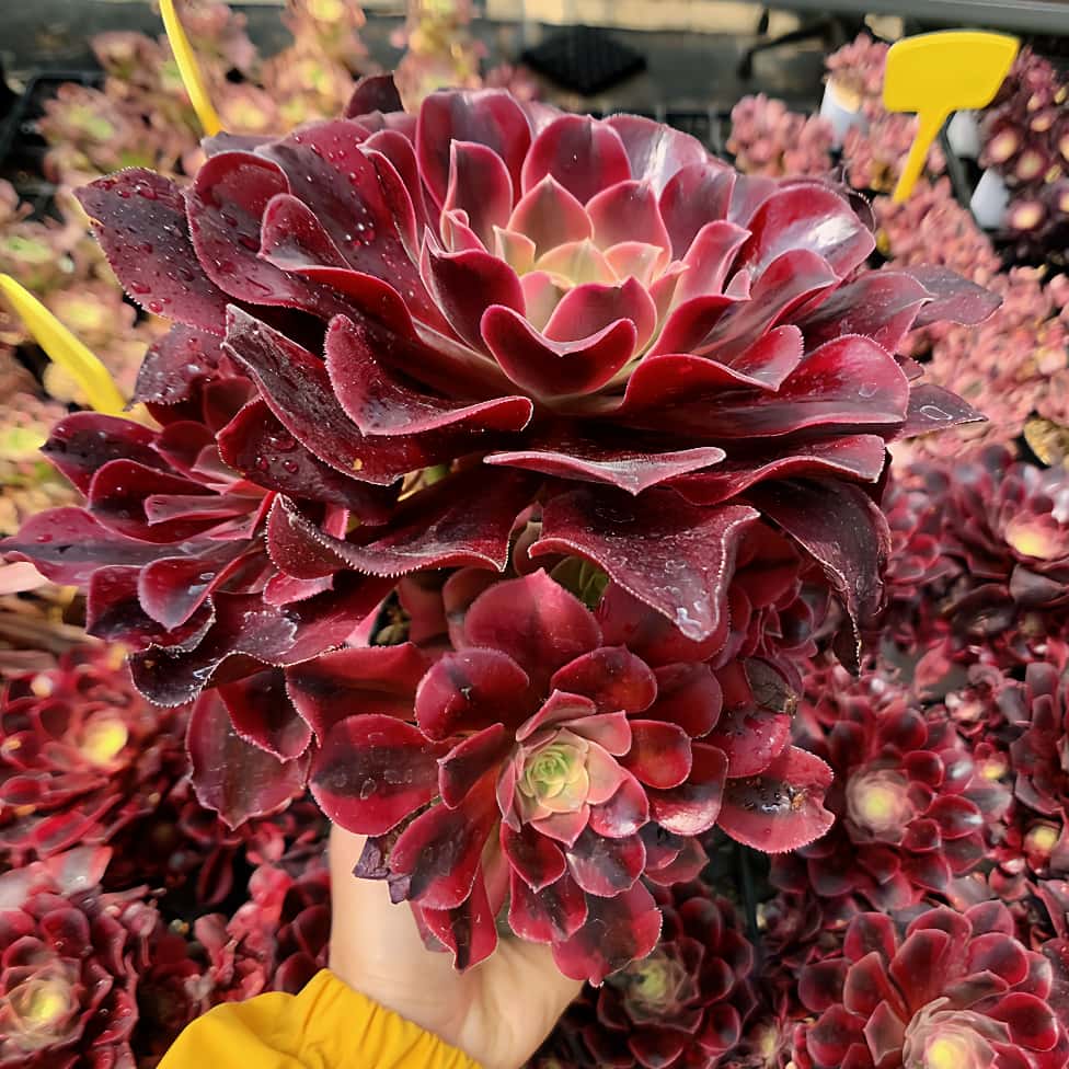 楽天市場】農園直売 多肉植物 寄せ植え アエオニウム属 シャネル