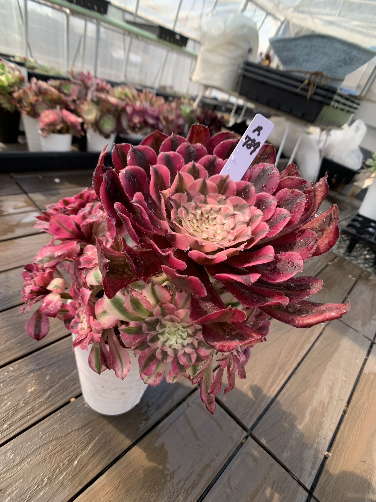 77 #多肉アエオニウム錦❤️ シャネル 变異花顔 ❤️1頭12cm拔き苗