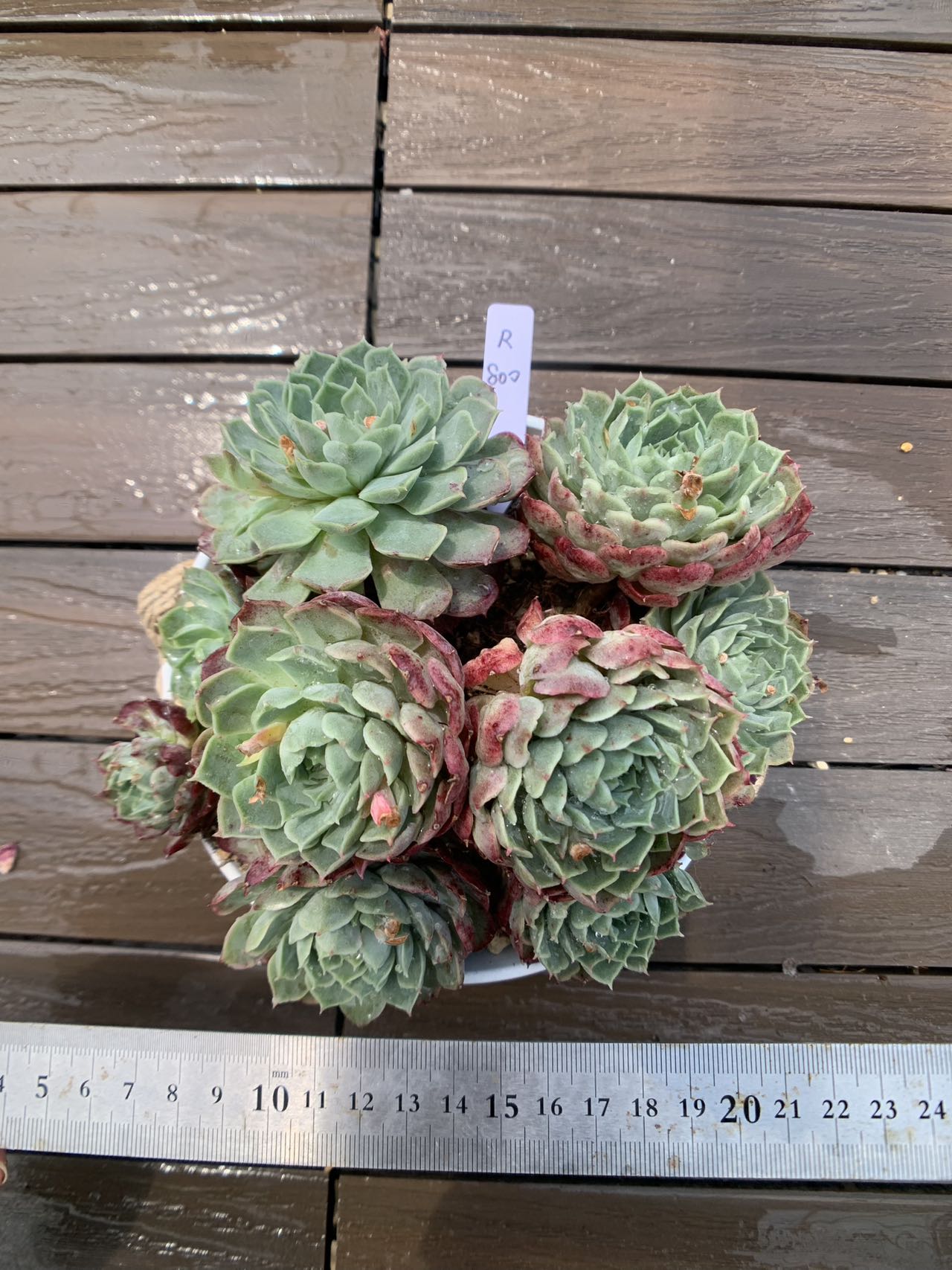 楽天市場】現物 黒魔王（単）特大 R492 厳選 極上株 多肉専門VERVE