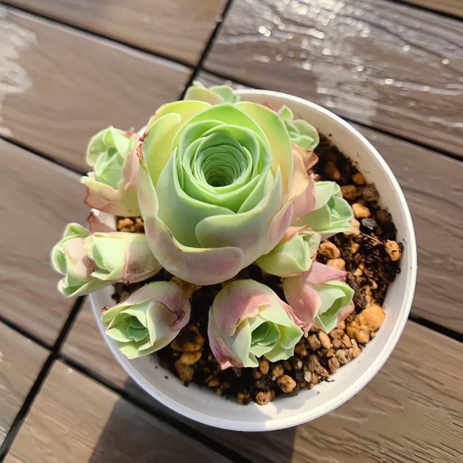 楽天市場】農園直売 多肉植物 寄せ植え アエオニウム 韶華（錦