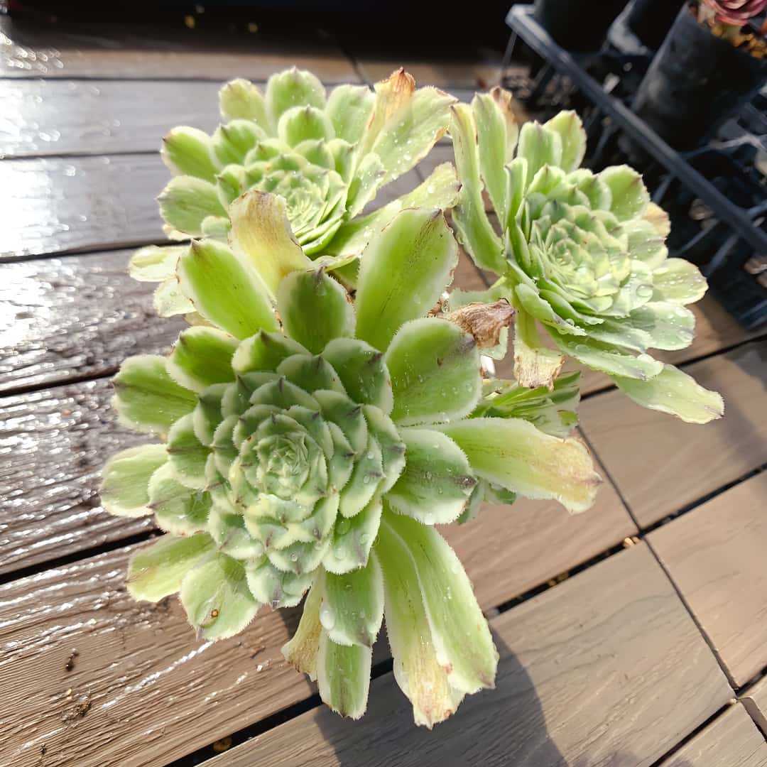 33#多肉植物アエオニウム錦❤️ シャネル❤️7頭 18cm拨き苗 33#多肉植物アエオニウム錦❤️ シャネル❤️7頭 18cm拨き苗