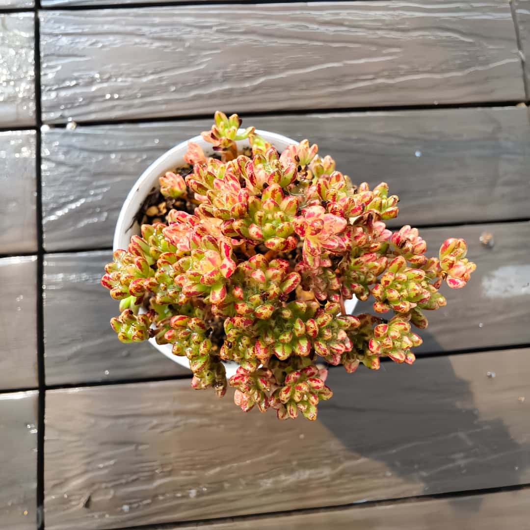 楽天市場】農園直売 多肉植物 寄せ植え アエオニウム属 海王（群