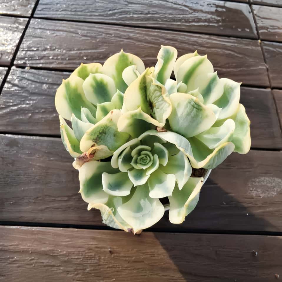 楽天市場】農園直売 多肉植物 寄せ植え ミセスリチャード錦（群）観葉