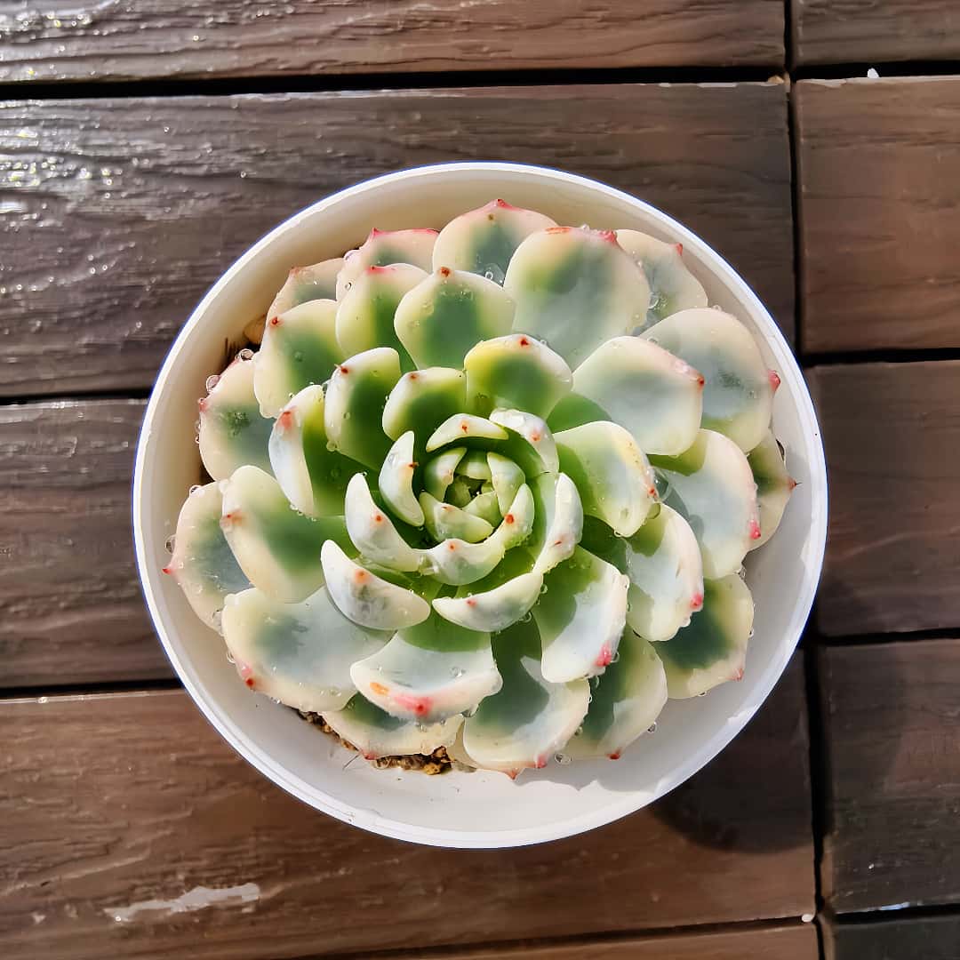 No.510 ❁オウンスロー❁ 抜き苗 多肉植物 寄せ植え No.510 ❁オウンスロー❁ 抜き苗 多肉植物 寄せ植え - メルカリ
