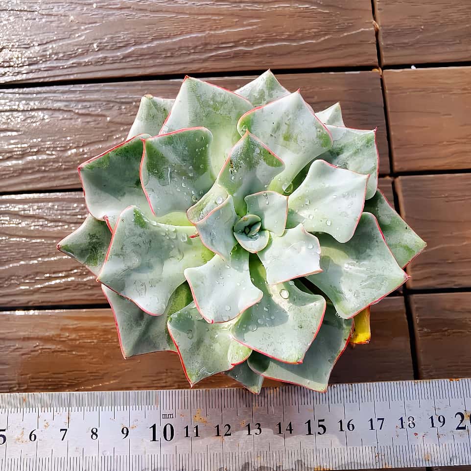 セール！多肉☆スターマーク3頭群生・大株・抜き苗 Amazon.co.jp: 農農園直売 多肉植物 寄せ植え エケベリア属 Star