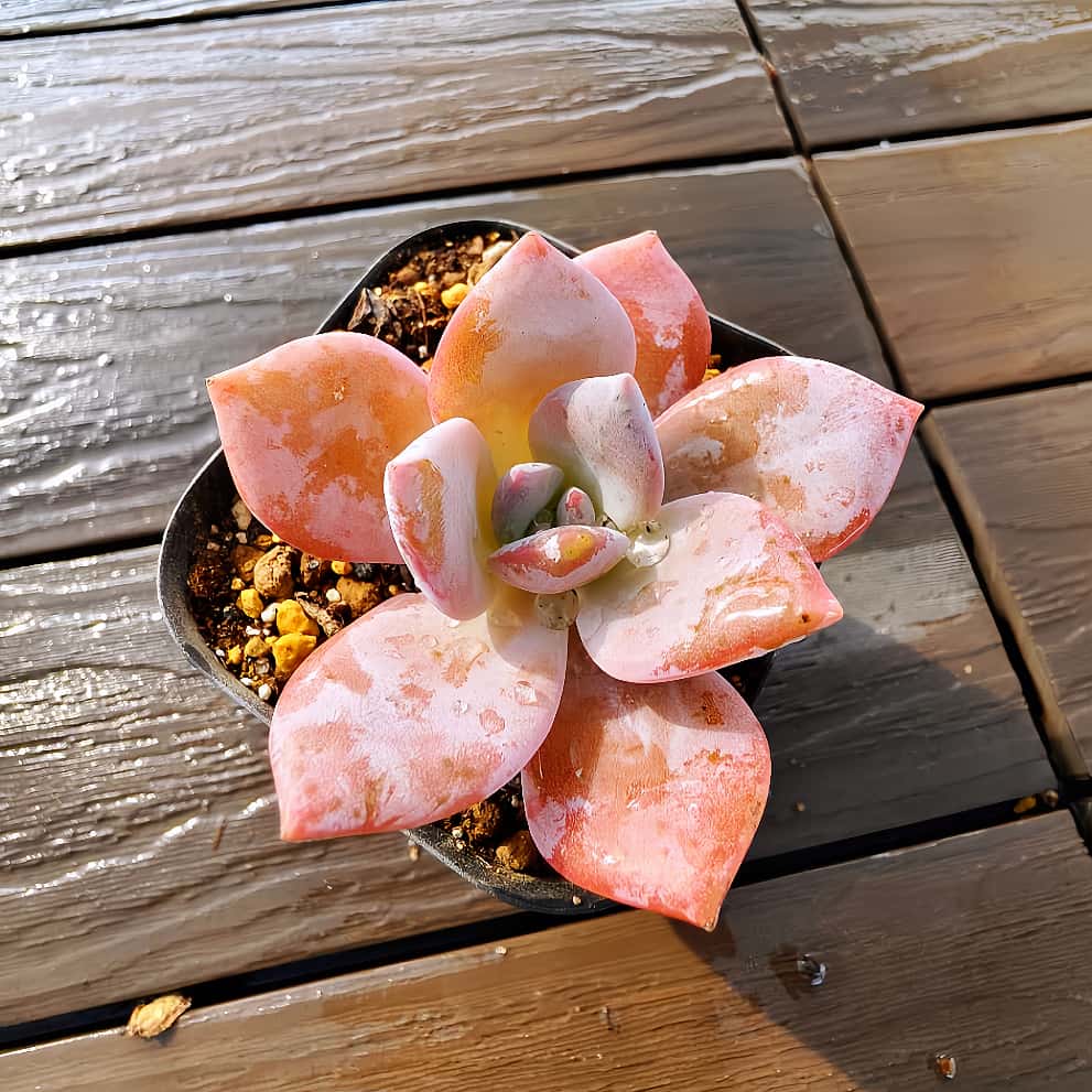 楽天市場】農園直売 多肉植物 ハオルチア 月影 抜き苗 観葉植物