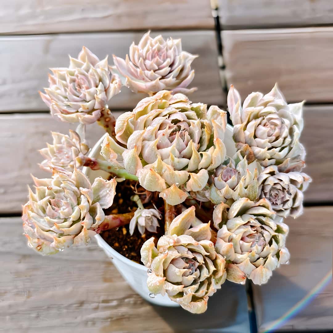 楽天市場】農園直売 多肉植物 寄せ植え エケベリア属 ミニマ錦