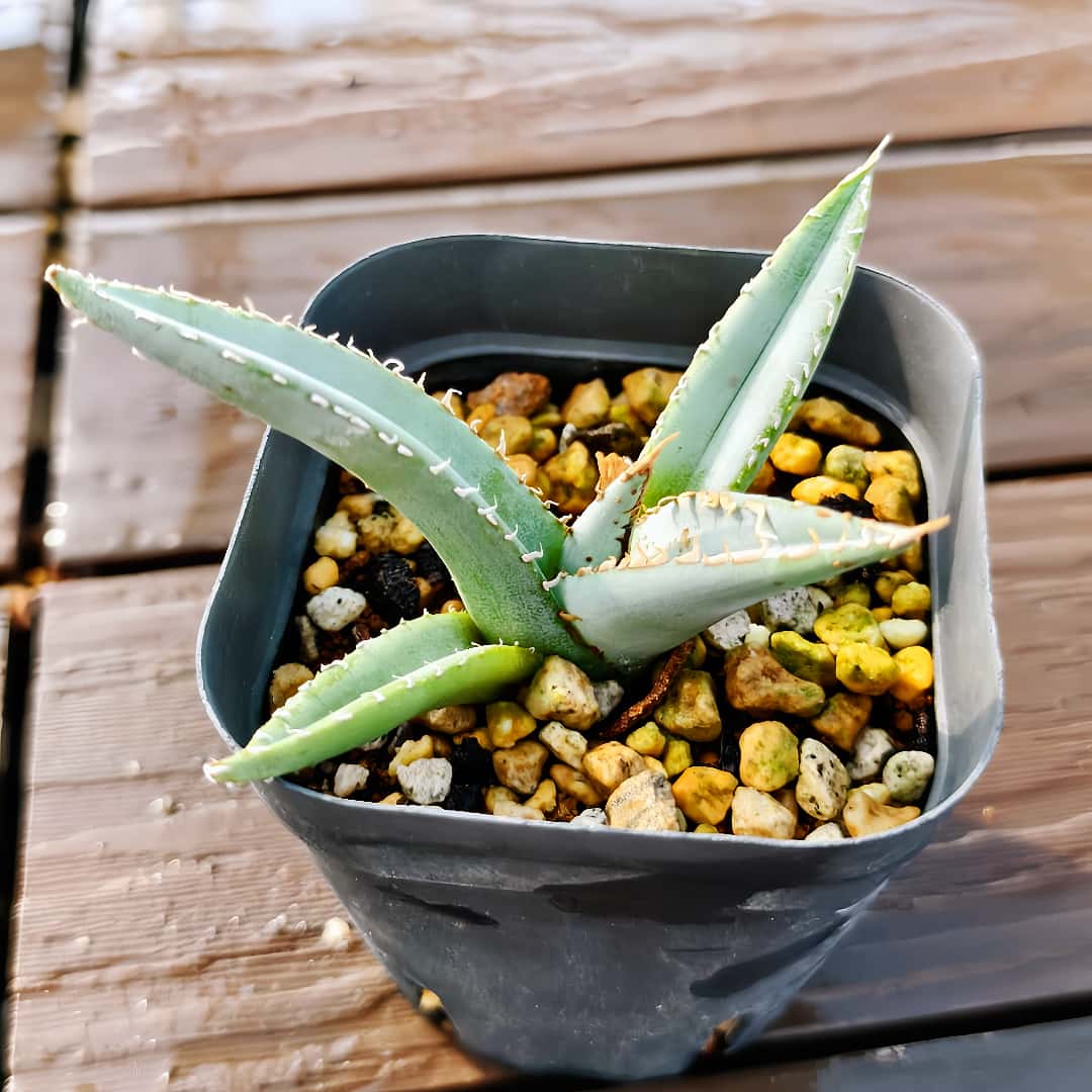 楽天市場】現物 アガベ m111 黒豹 厳選 極上株 現物 入手困難