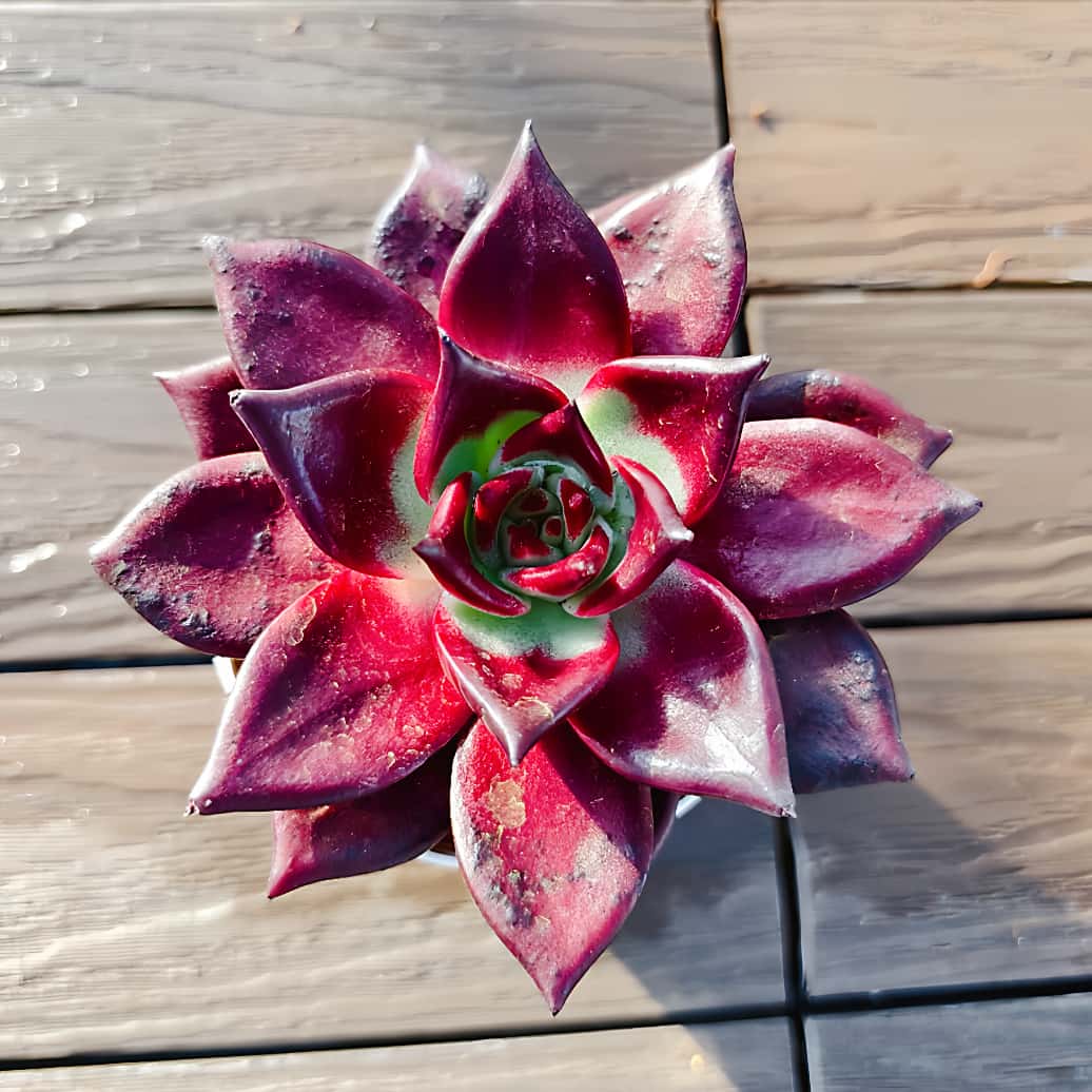 多肉植物 紫ピンク グラデーション 花芽付き*6 農園直売 多肉植物 寄せ植え パープルディライト覆輪錦（単