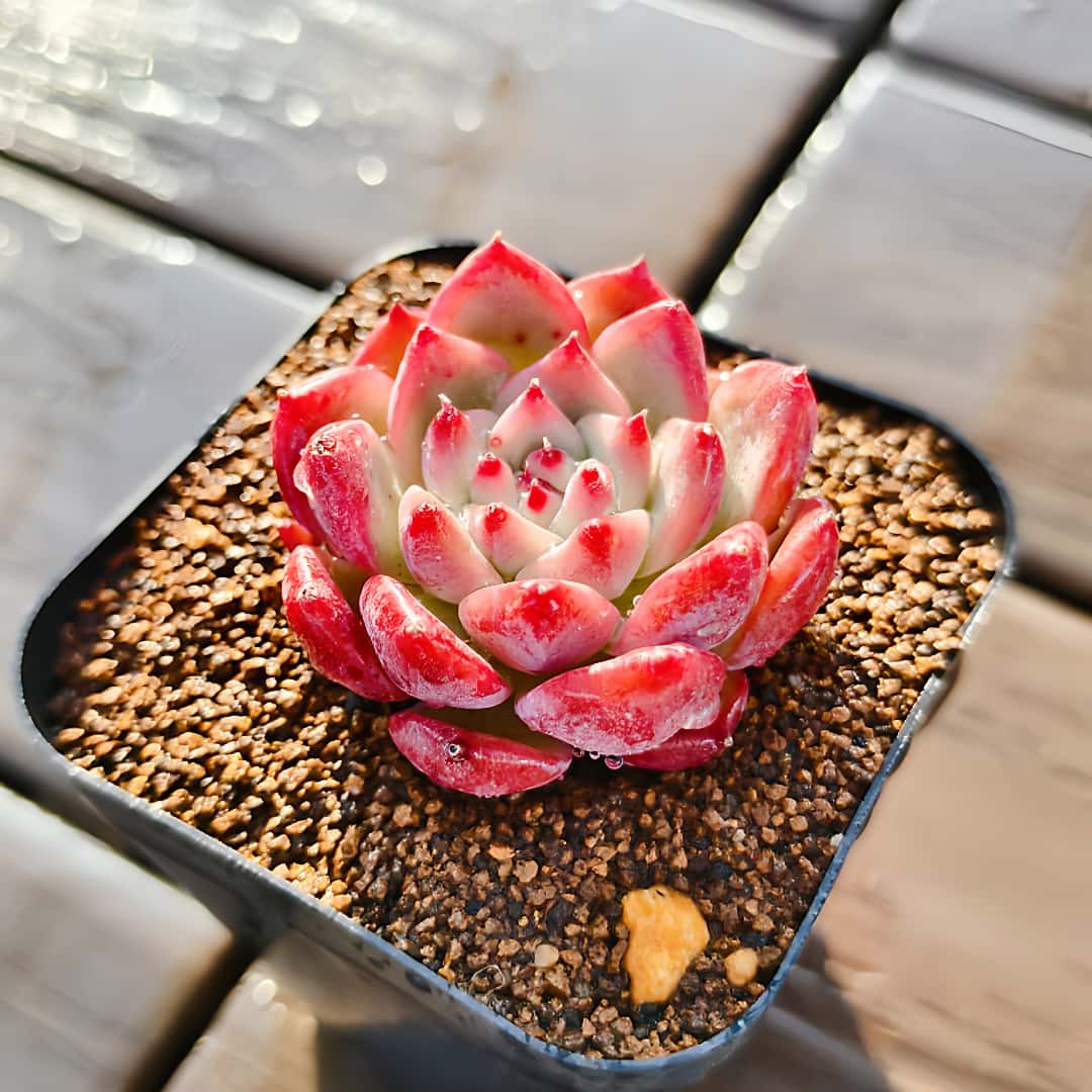 多肉植物❤️スモールサークル❤️3頭9cm!実生拔キ苗！ 3点 ピンクミニマ覆輪錦 群生 希少 多肉植物 TH503 多肉植物