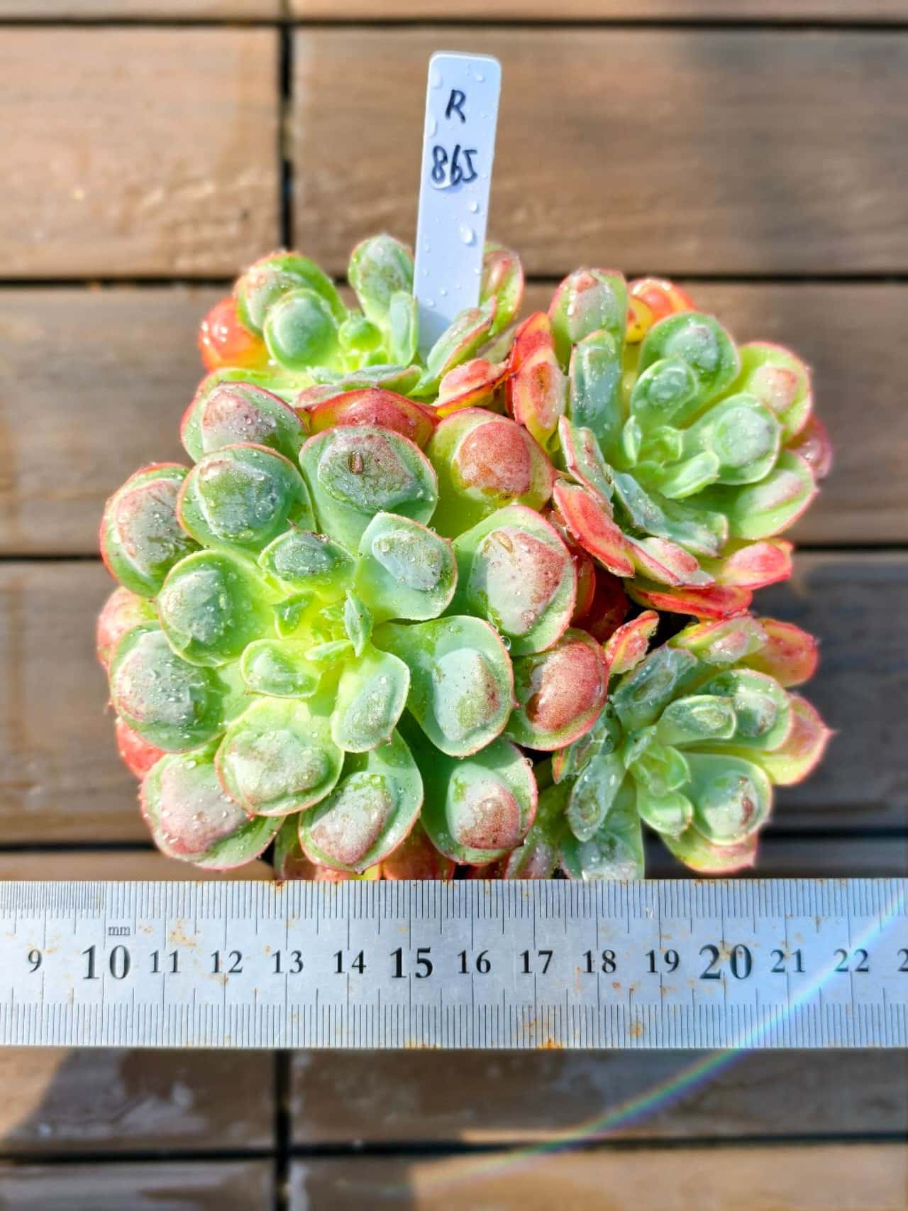 楽天市場】現物 黒魔王（単）特大 R492 厳選 極上株 多肉専門VERVE