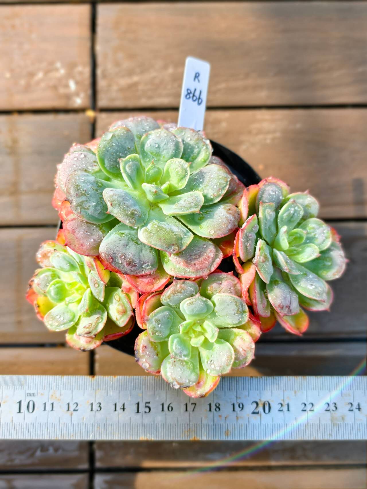 ✨レア✨️ PH-BLACK オリジナルラベル付き ペキヘミアロエ 多肉植物 楽天市場】現物 黒魔王（単）特大 R492 厳選 極上株 多肉専門VERVE