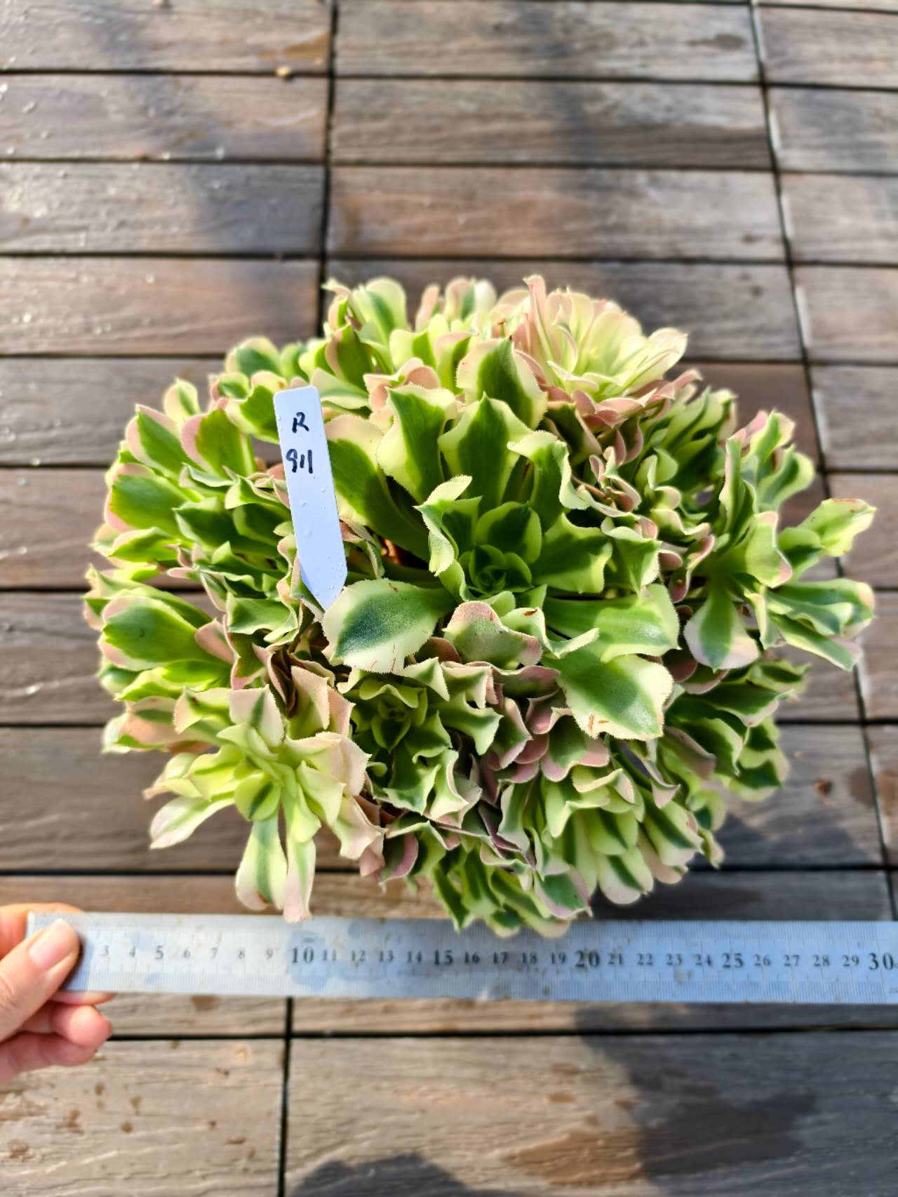 楽天市場】現物 アエオニウム マイバッハ錦 特大（群） R189 厳選 極上