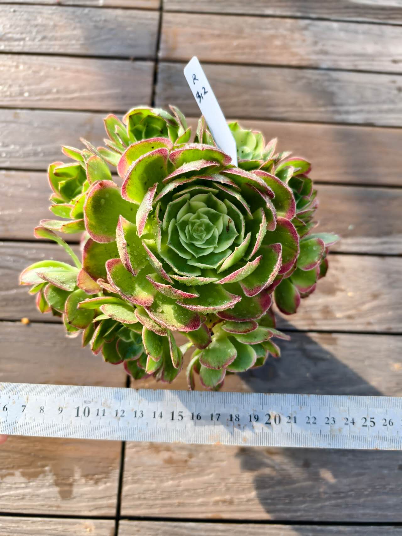 37#多肉植物アエオニウム錦❤️ ガーネット白斑錦 ❤️12頭116cm拔き苗 農園直売 多肉植物 寄せ植え アエオニウム属 ガーネット白斑錦（群