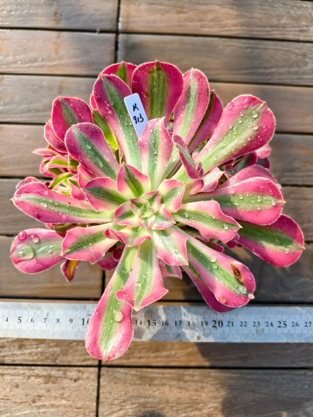 楽天市場】レア品種 アエオニウム Super Bang (スーパーバン) 2.5号鉢