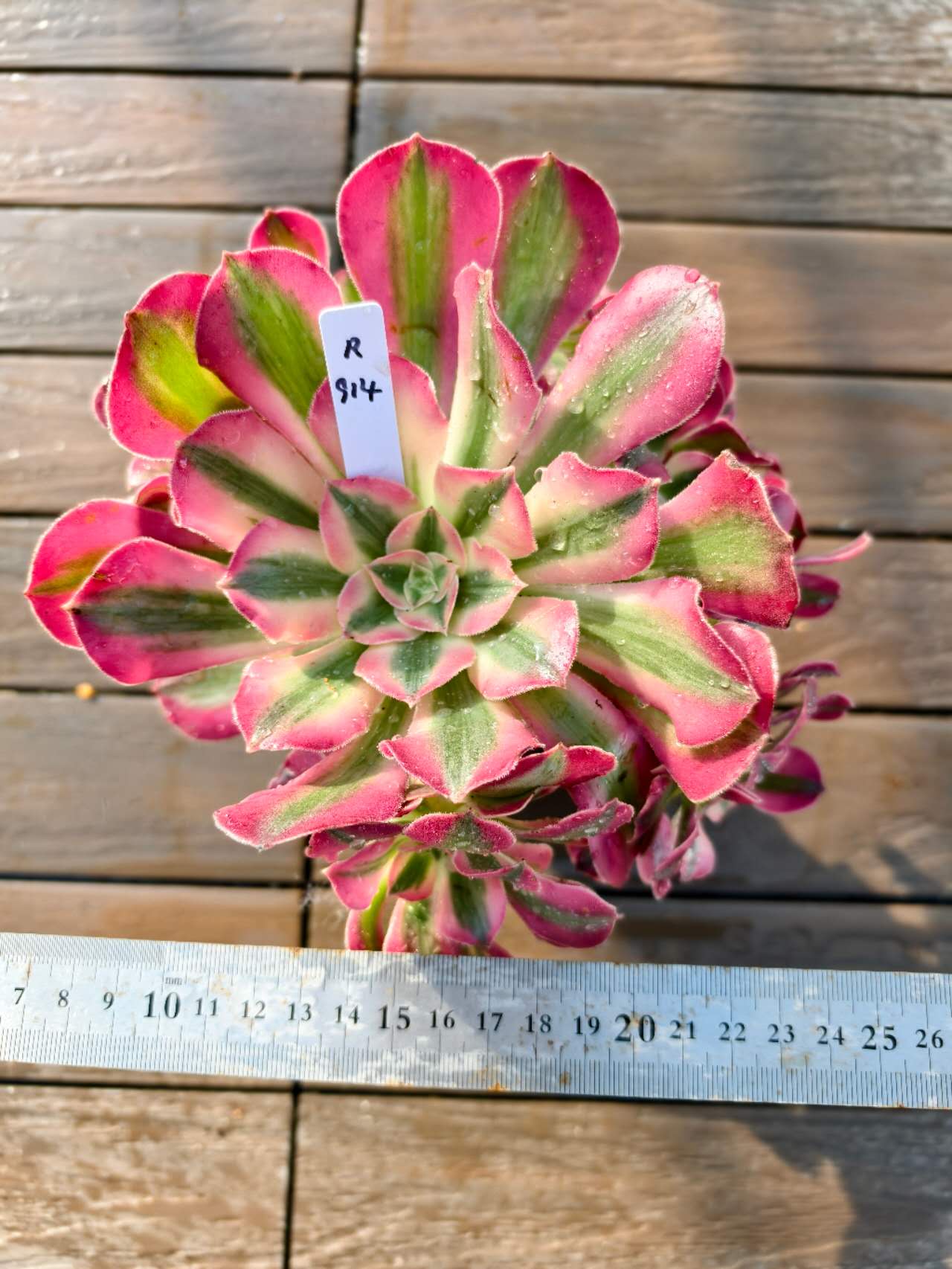 楽天市場】レア品種 アエオニウム シャネル錦 3号サイズ POT苗