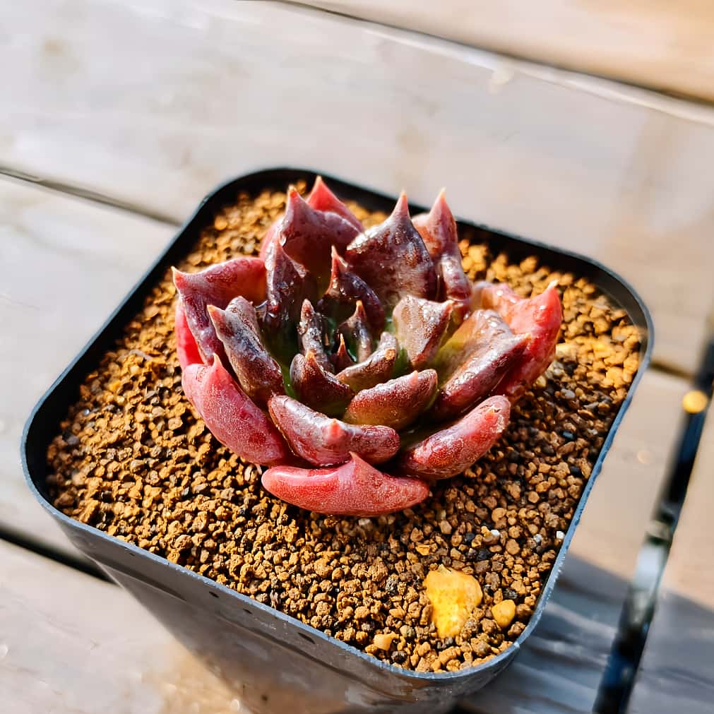 楽天市場】農園直売 多肉植物 寄せ植え エケベリア属 ブルーミニマ