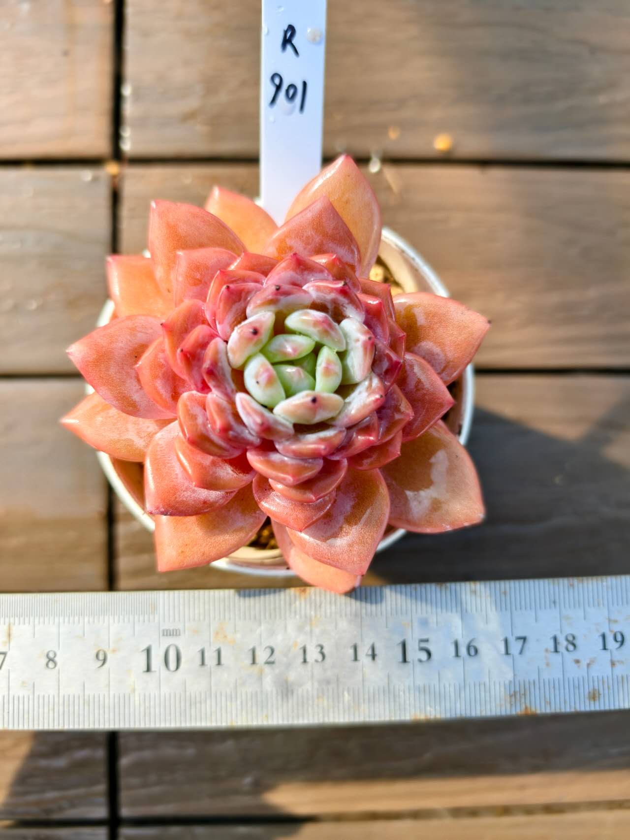 楽天市場】現物 洛神（群） R897 厳選 極上株 多肉専門VERVE : 多肉