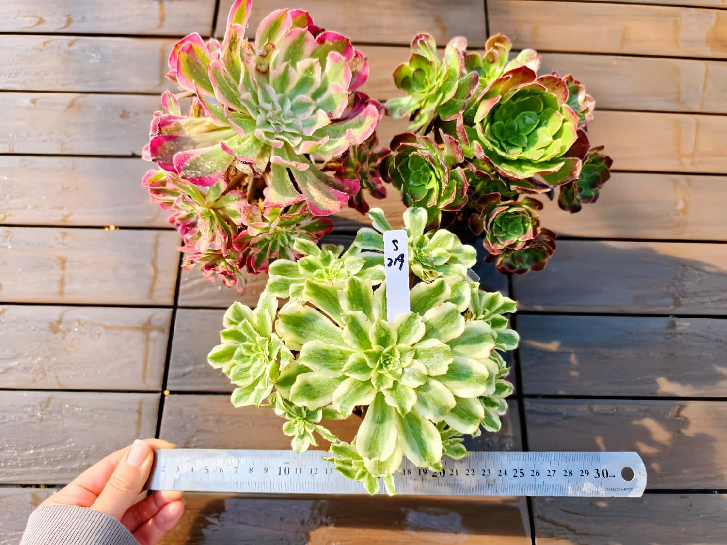 多肉植物アエオニウム錦❤️ マイバッハ❤ 状態図 多肉植物アエオニウム錦❤️ マイバッハ❤ 状態図