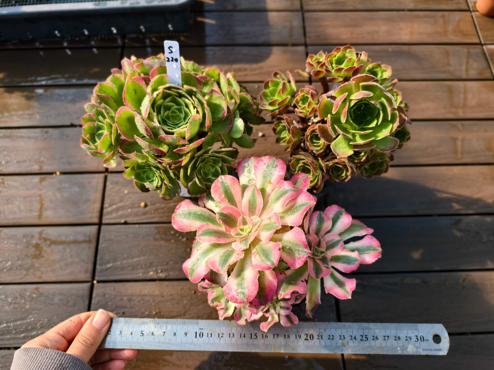 多肉植物アエオニウム錦❤️ マイバッハ❤ 状態図 多肉植物アエオニウム錦❤️ マイバッハ❤ 状態図 【公式通販】