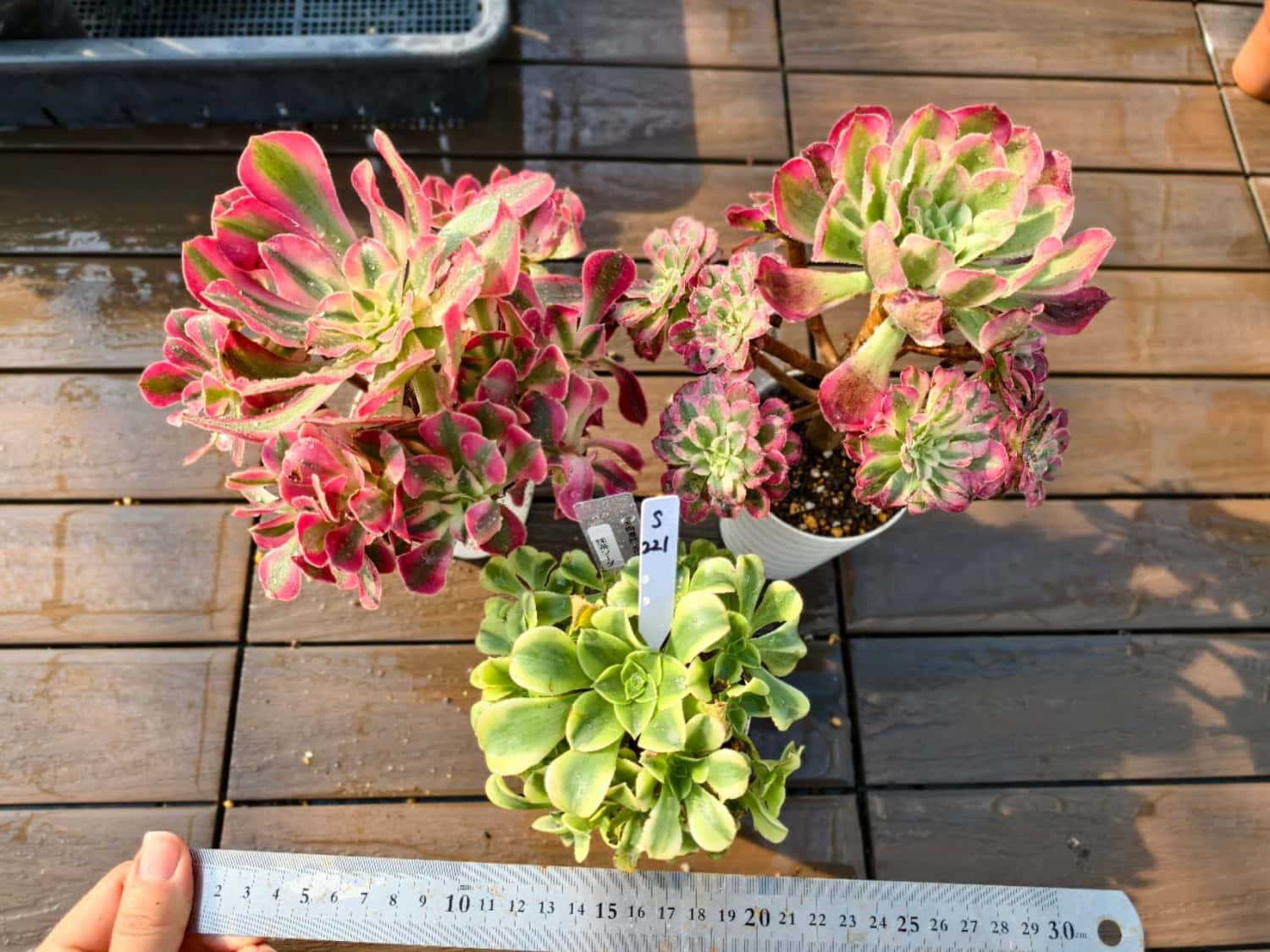 楽天市場】農園直売 多肉植物 寄せ植え アエオニウム属 ガーネット白斑