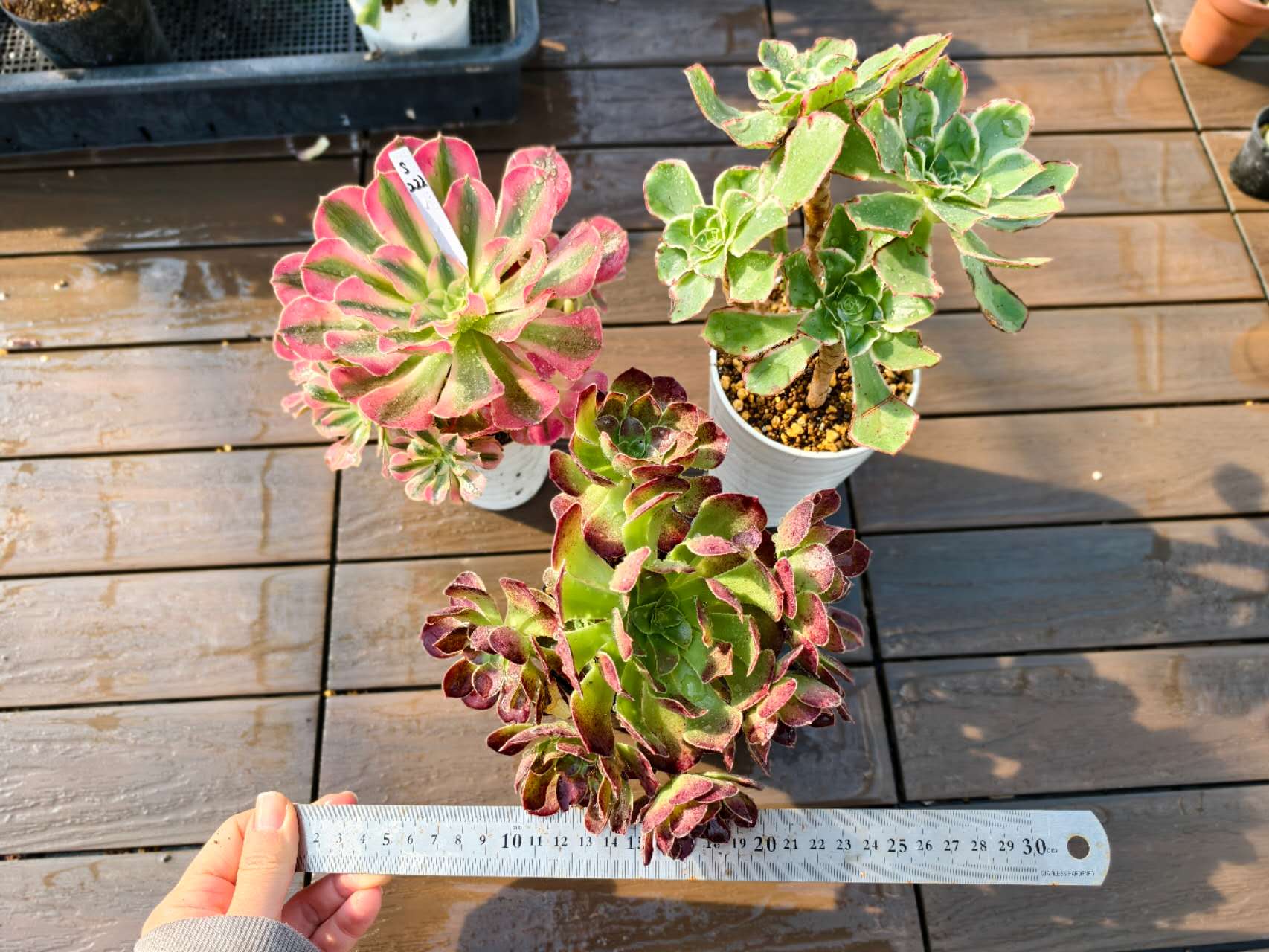 楽天市場】現物 アエオニウム マイバッハ錦 特大（群） R189 厳選 極上