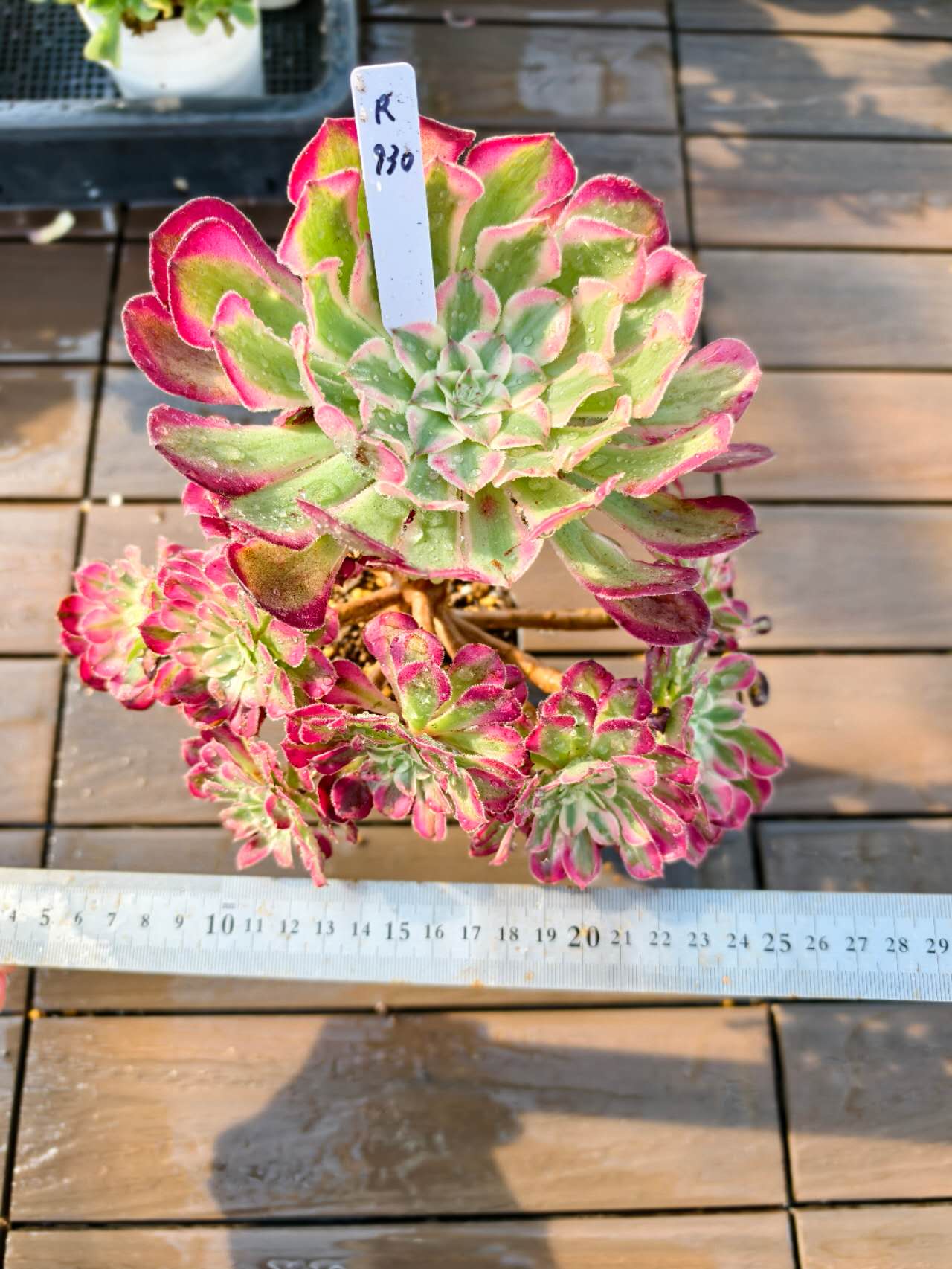 楽天市場】現物 アエオニウム マイバッハ錦 特大（群） R189 厳選 極上