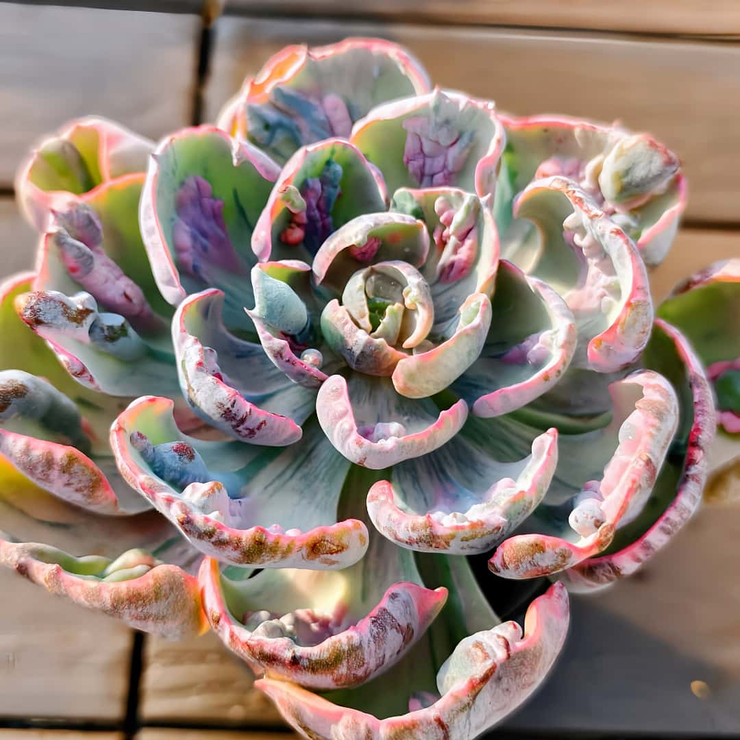 楽天市場】農園直売 多肉植物 寄せ植え エケベリア属 スヨン錦（群