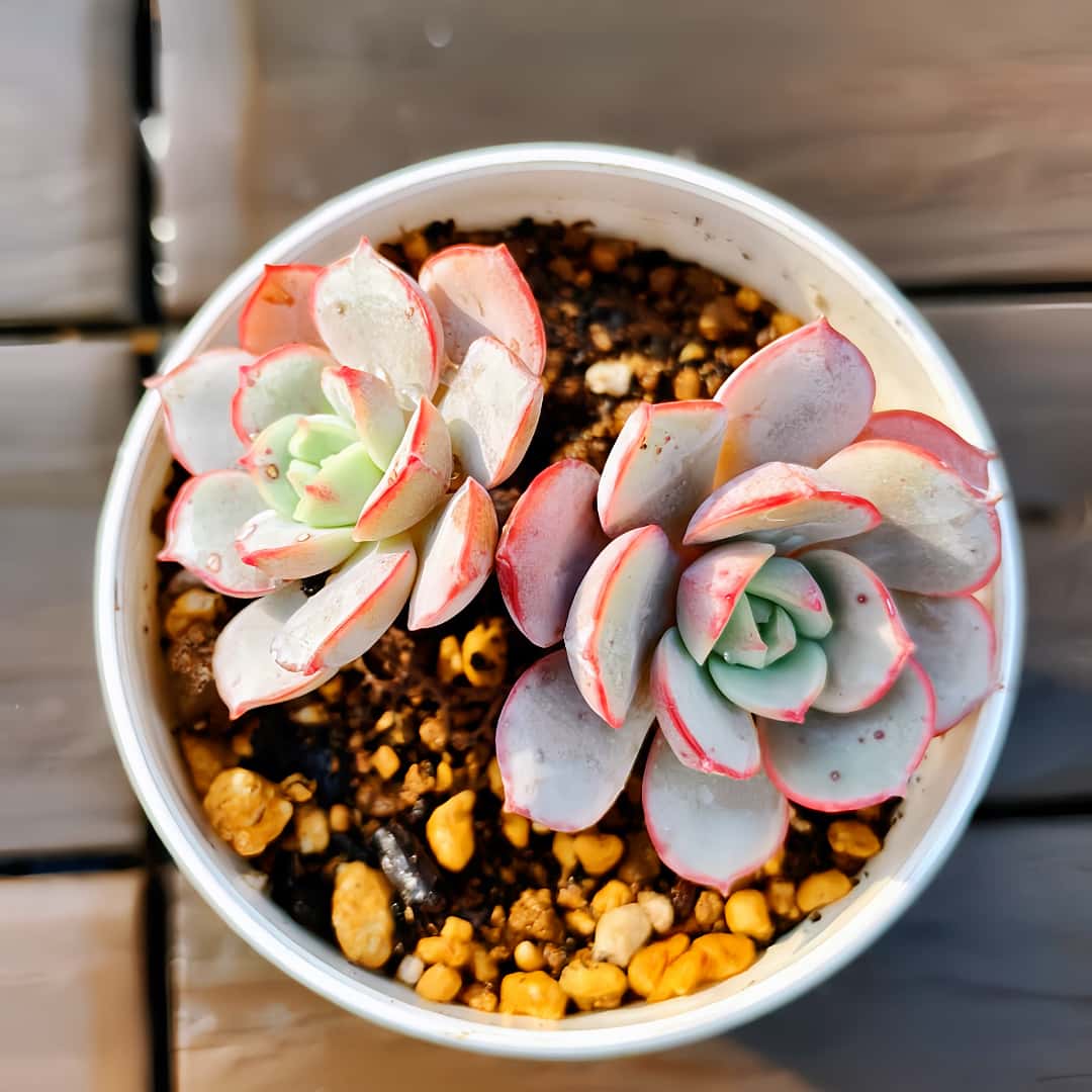 楽天市場】農園直売 多肉植物 寄せ植え アエオニウム属 仙墨（単）新