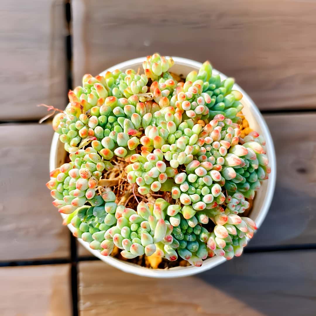 楽天市場】農園直売 多肉植物 寄せ植え エケベリア属 バブルキャンディ