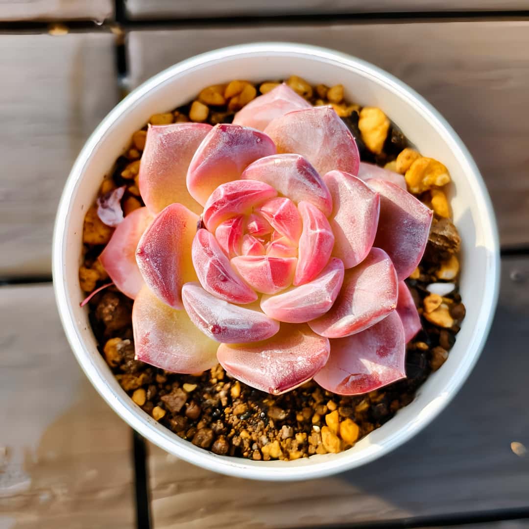 楽天市場】農園直売 多肉植物 寄せ植え エケベリア属 原種香水（群