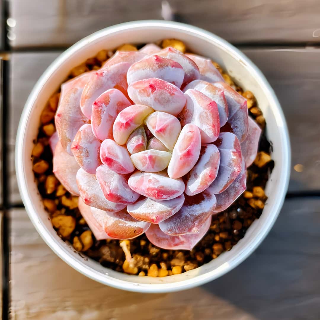 楽天市場】農園直売 多肉植物 ハオルチア 月影 抜き苗 観葉植物