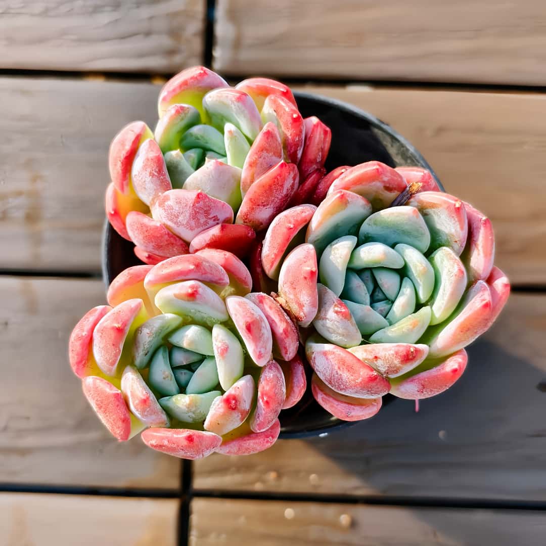 楽天市場】農園直売 多肉植物 寄せ植え エケベリア属 琥珀（単） 観葉