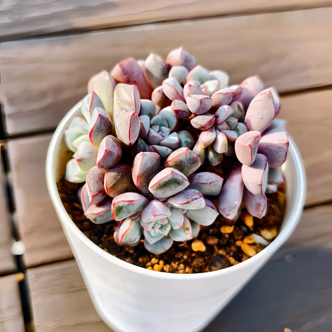 楽天市場】農園直売 多肉植物 寄せ植え エケベリア属 琥珀（単） 観葉