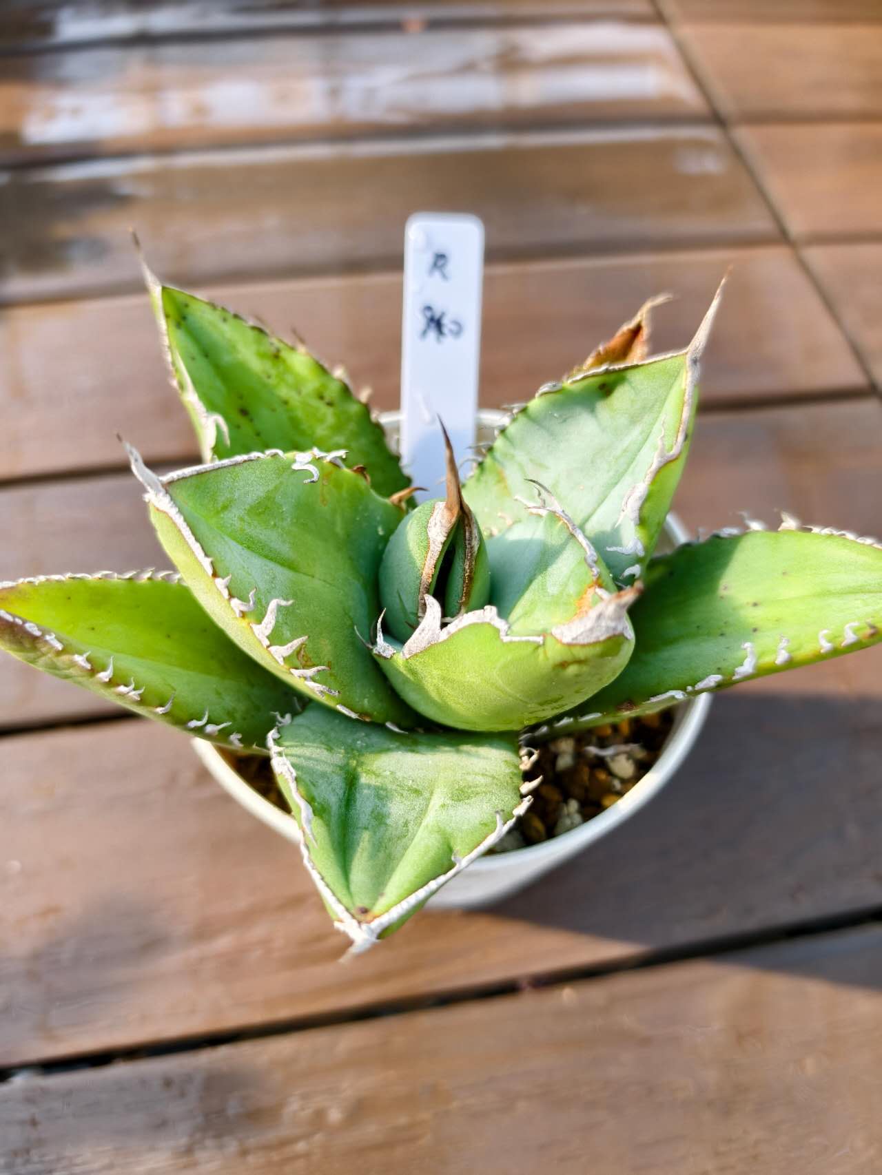 楽天市場】観葉植物 多肉植物 アガベ パラサナ Agave parrasana 和名