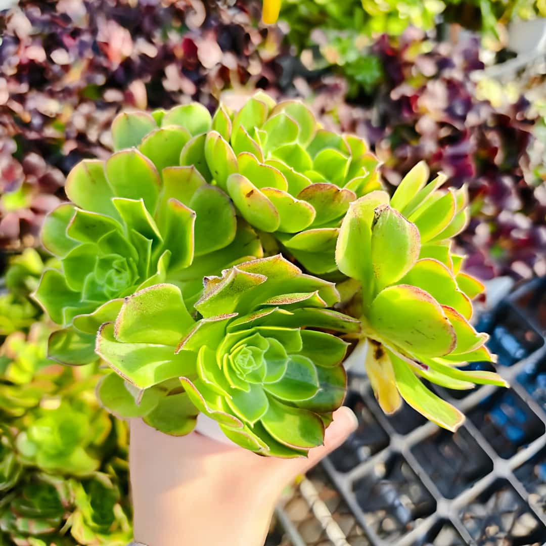 楽天市場】現物 アエオニウム マイバッハ錦 特大（群） R189 厳選 極上