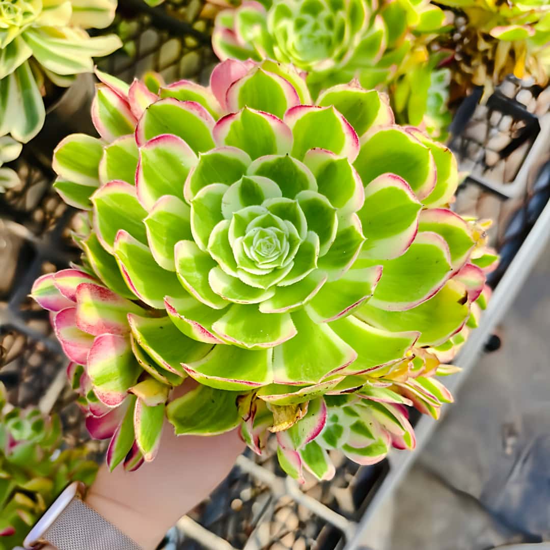 楽天市場】農園直売 多肉植物 寄せ植え アエオニウム属 ウェディング