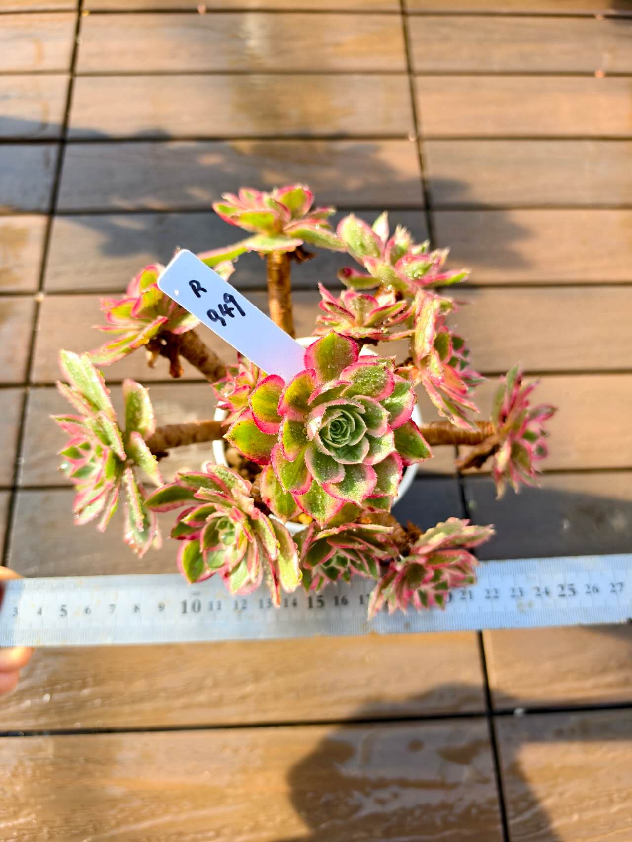 楽天市場】現物 香妃（群） R749 厳選 極上株 アエオニウム属 多肉専門