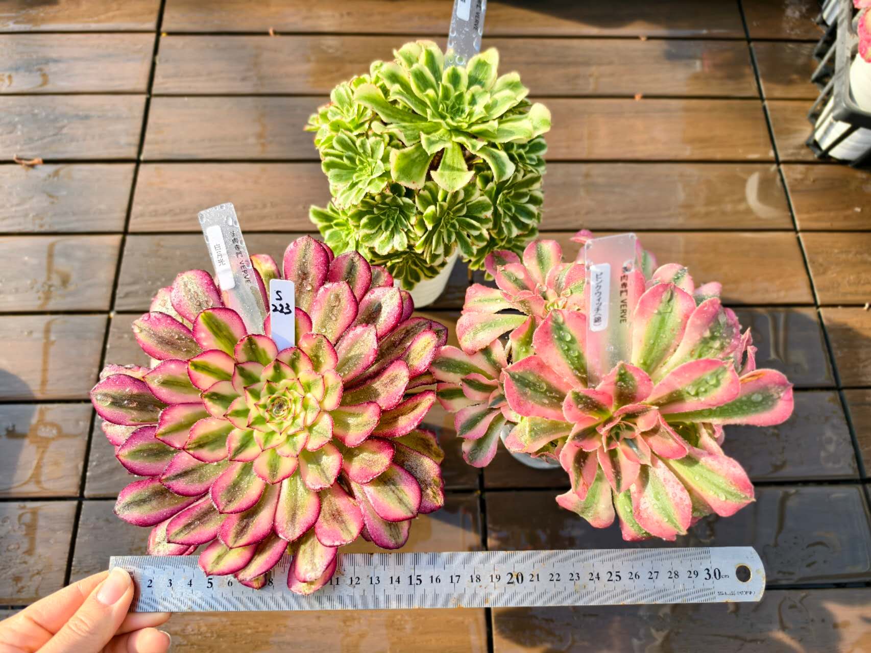 楽天市場】レア品種 アエオニウム アンナ錦 3号サイズ POT苗 珍しい