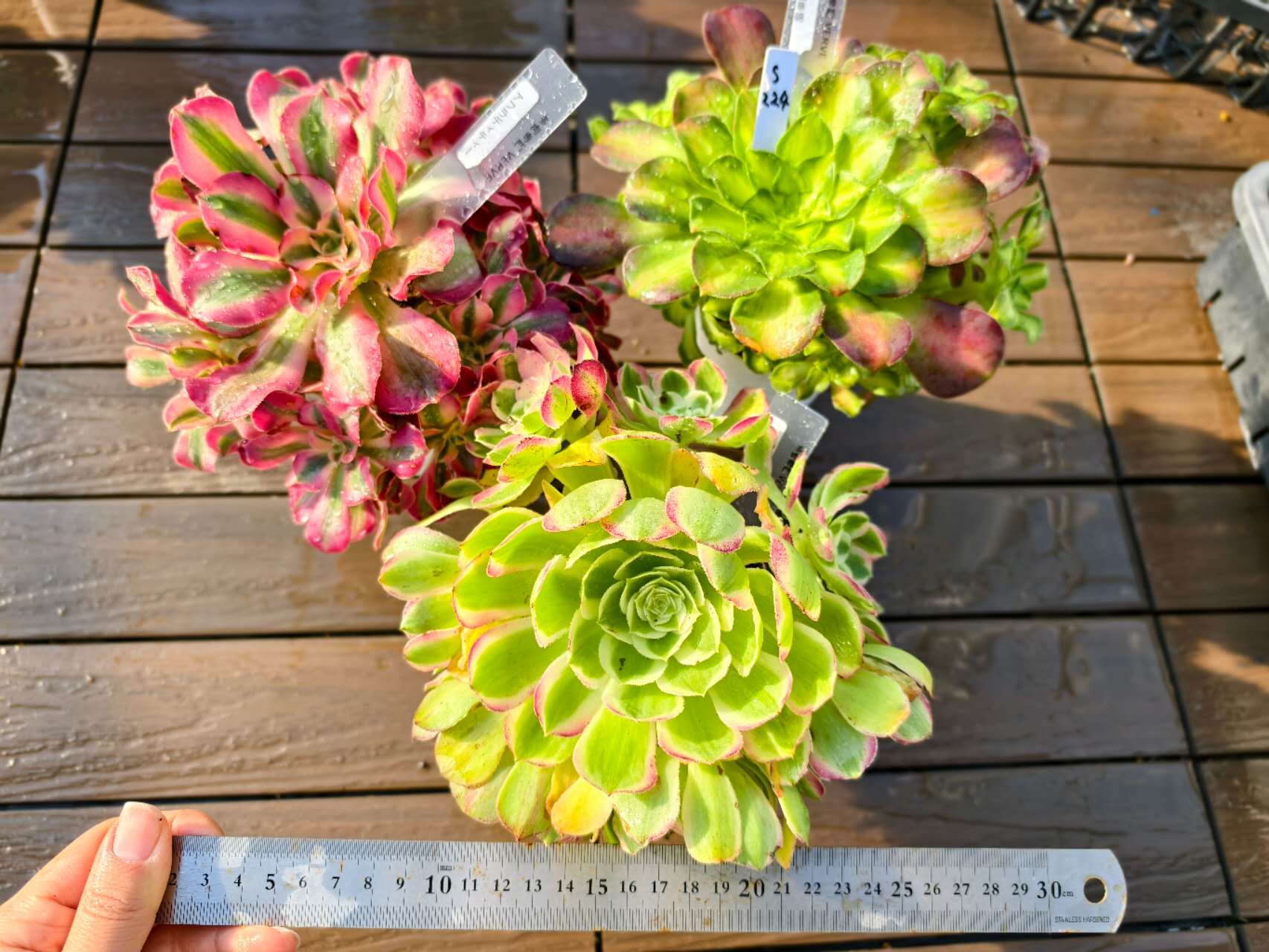 楽天市場】レア品種 アエオニウム シャネル錦 3号サイズ POT苗 珍しい