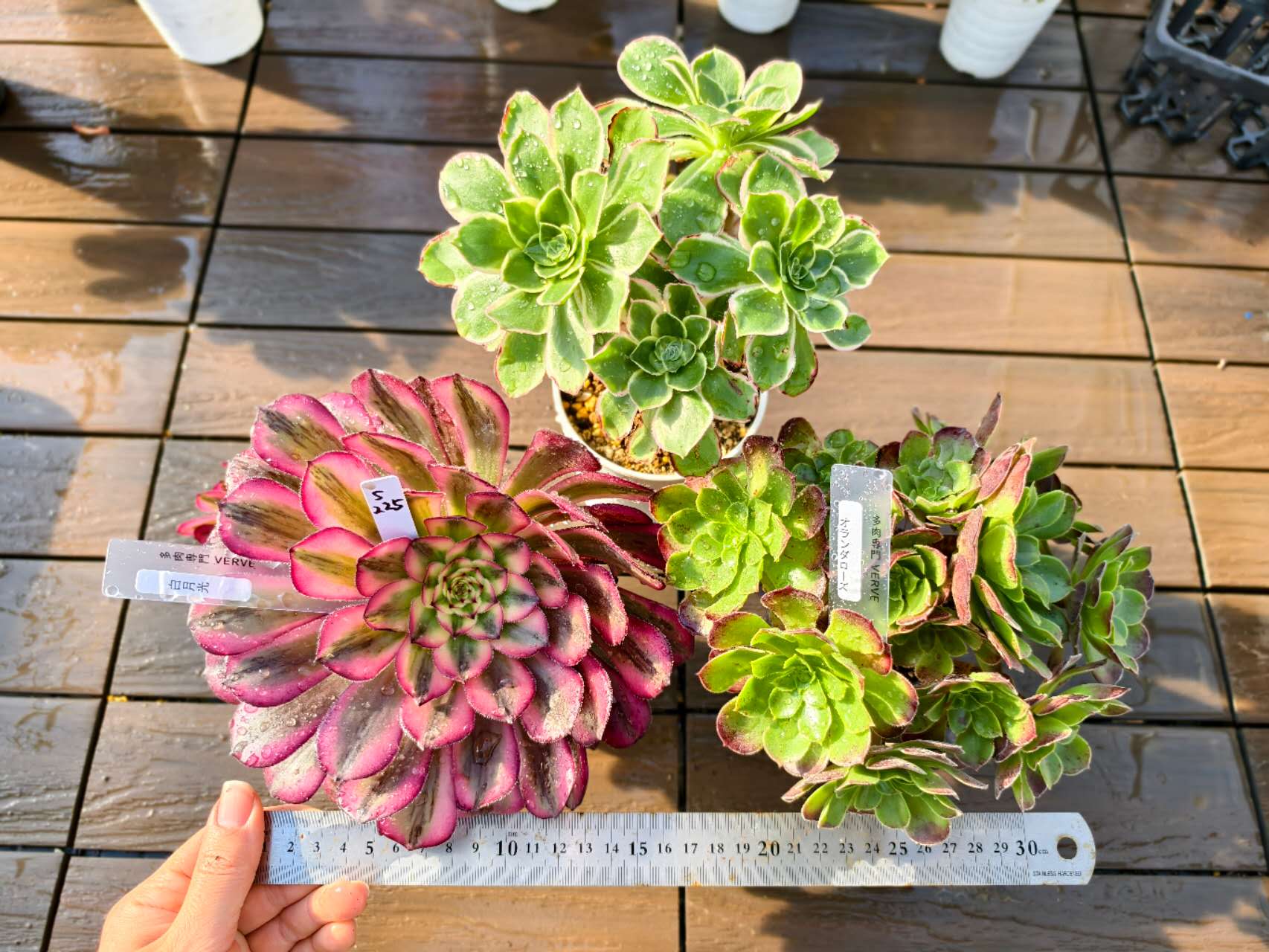 楽天市場】レア品種 アエオニウム シャネル錦 3号サイズ POT苗 珍しい