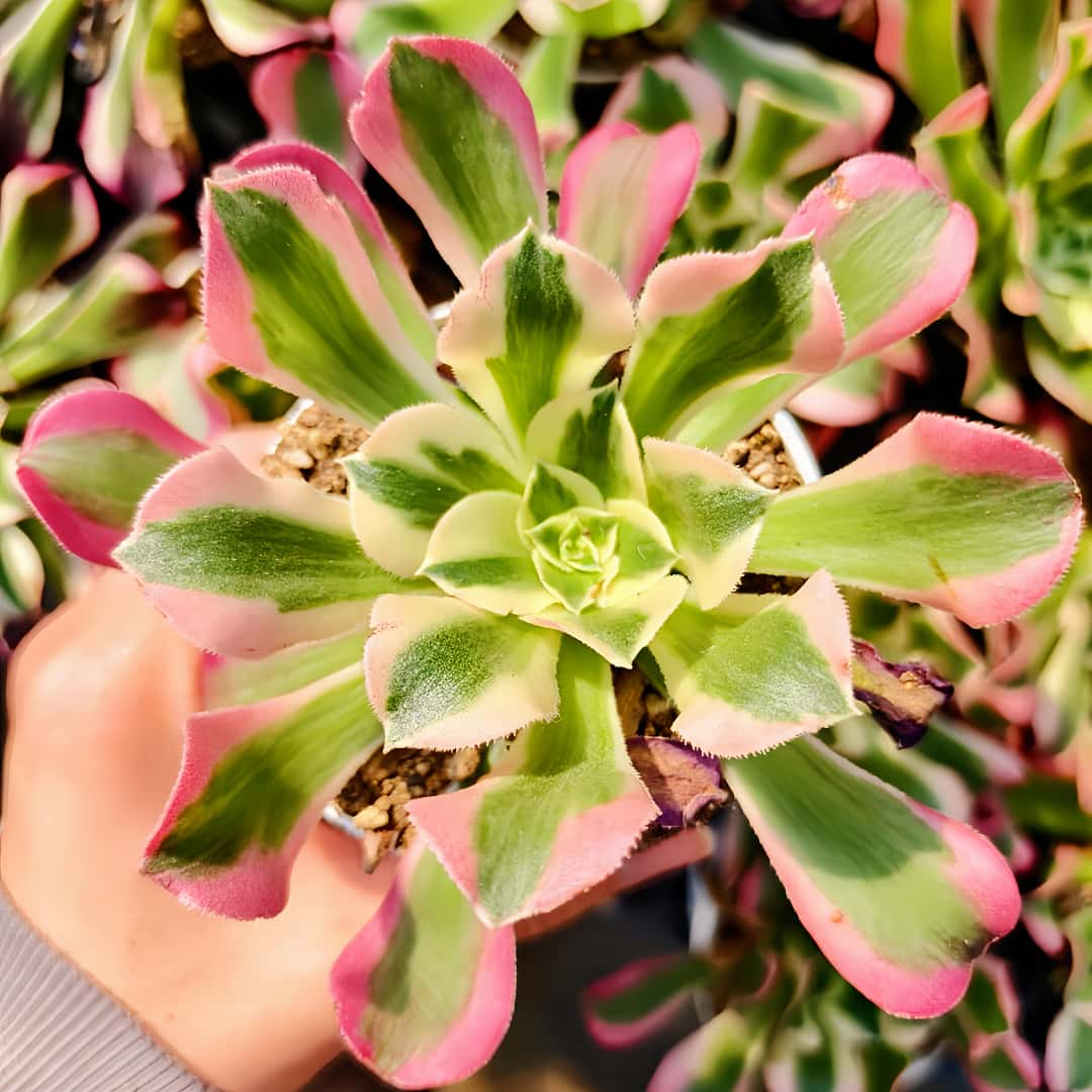 68#多肉植物アエオニウム錦❤️白ウエディングドレス❤️1大頭2小頭16cm拔き苗 68#多肉植物アエオニウム錦❤️白ウエディングドレス❤️1大頭2小頭16cm