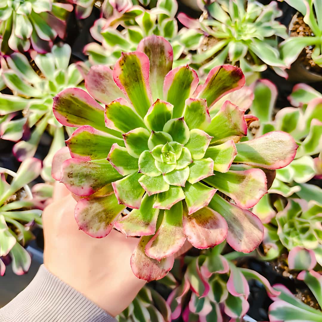 楽天市場】農園直売 多肉植物 寄せ植え アエオニウム属 ウェディング