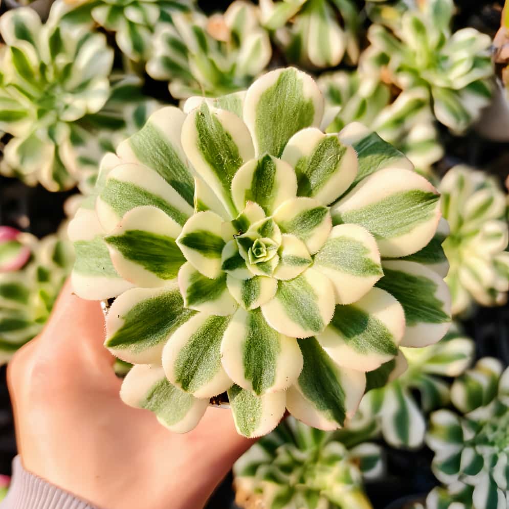 楽天市場】農園直売 多肉植物 寄せ植え アエオニウム属 ウェディング