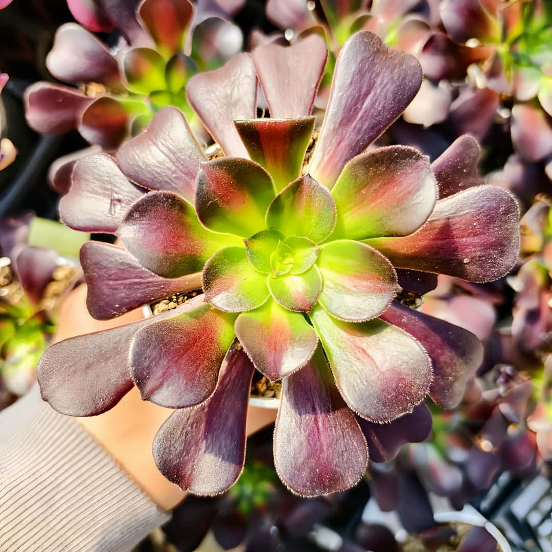 楽天市場】農園直売 多肉植物 寄せ植え アエオニウム属 朝霞錦（単