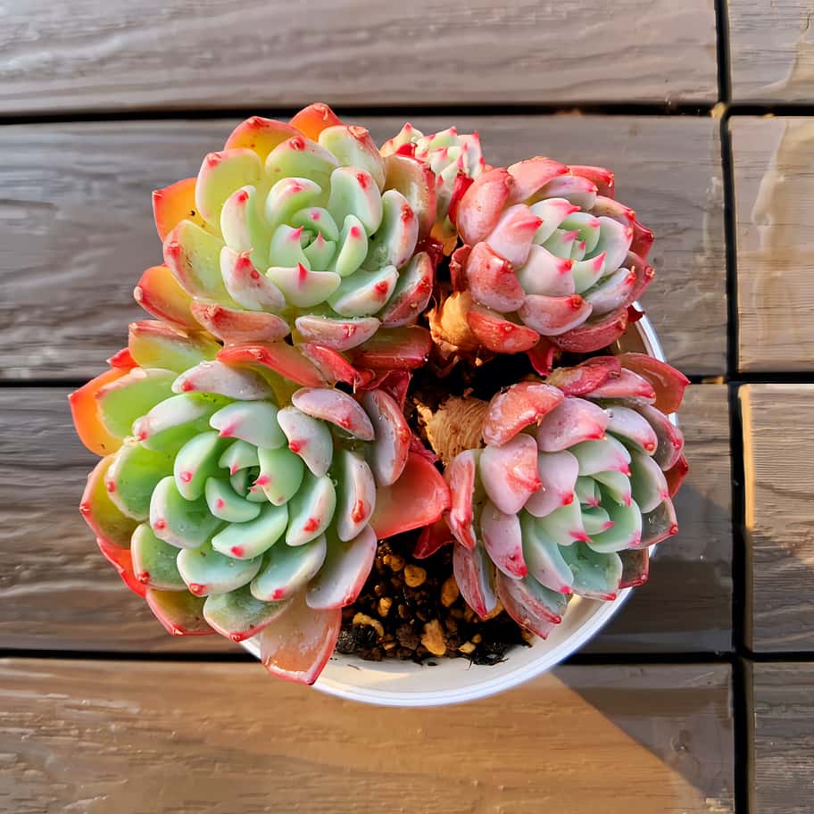 Top【選抜株】多肉植物　22167 アエオニウム　ウィッチ24個　鉢無し/脱土 楽天市場】農園直売 多肉植物 寄せ植え アエオニウム ピンクウィッチ