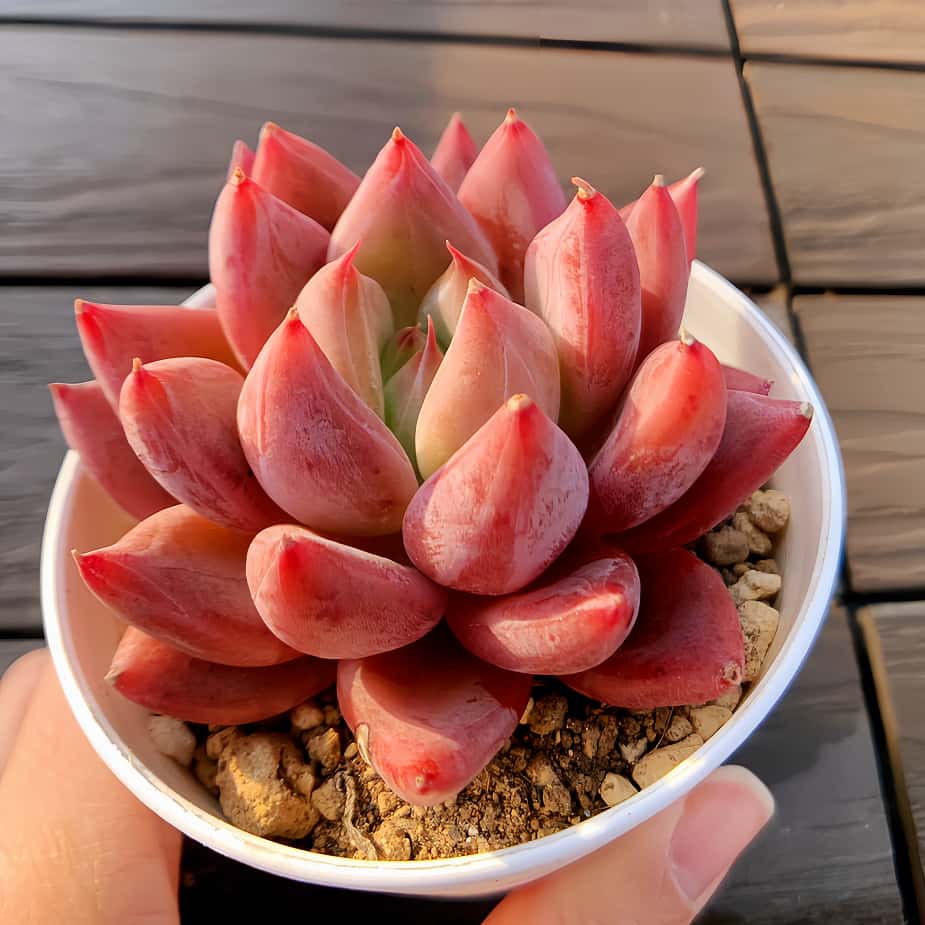 楽天市場】値下げ 農園直売 多肉植物 寄せ植え エケベリア属