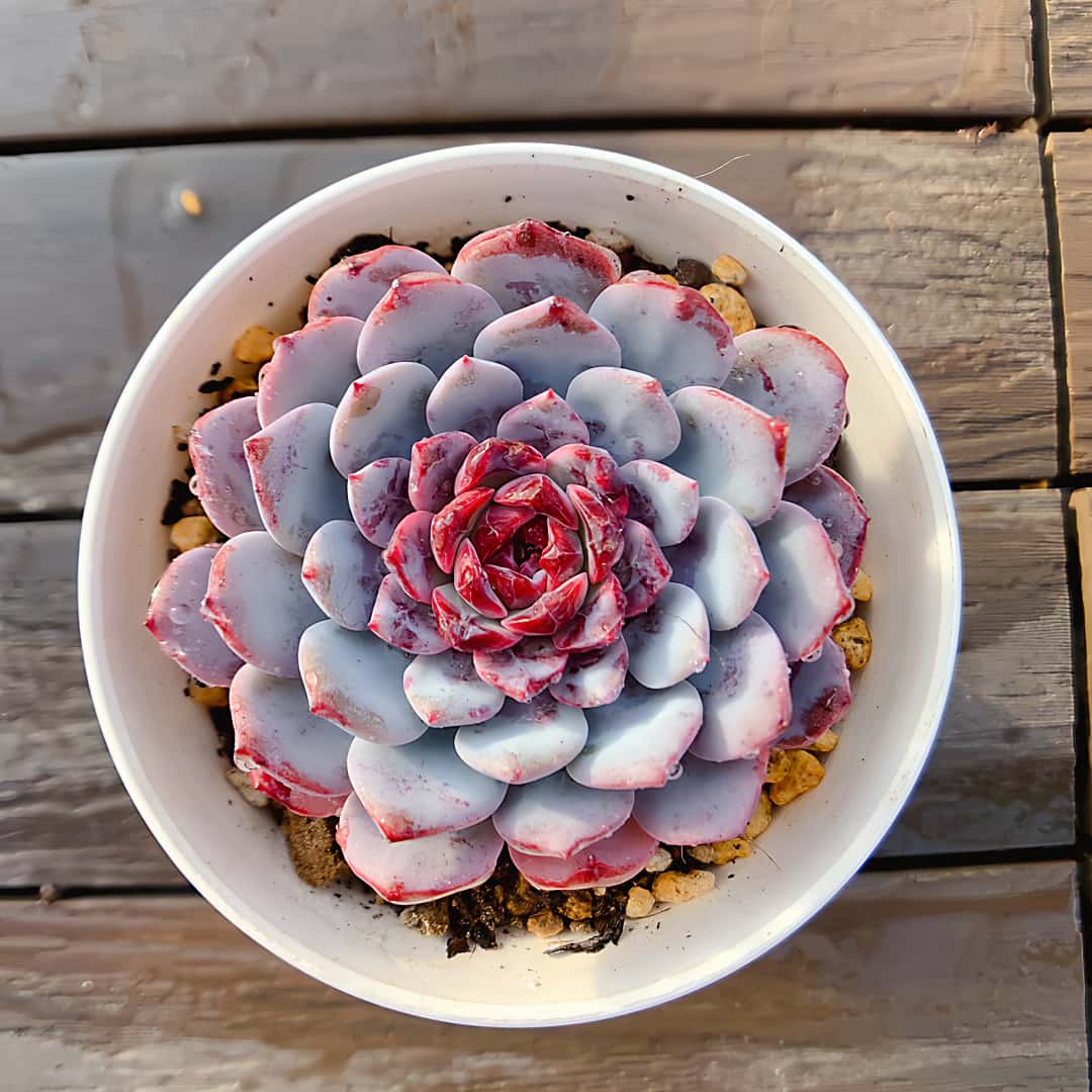 楽天市場】農園直売 多肉植物 寄せ植え エケベリア属 原種香水（群