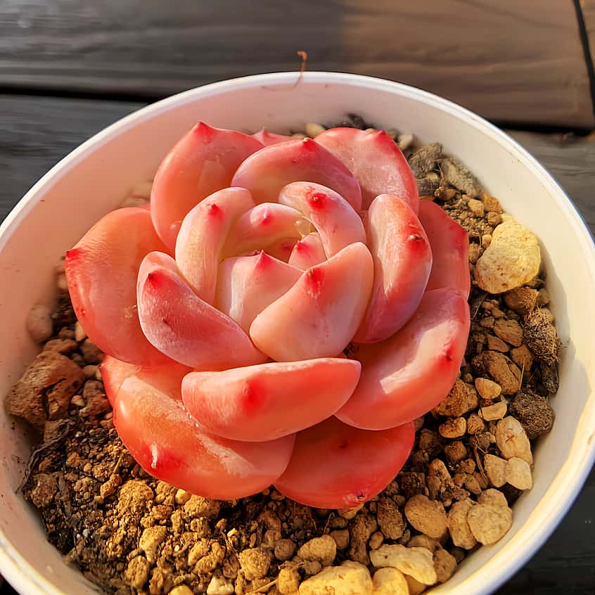 楽天市場】農園直売 多肉植物 寄せ植え エケベリア属 Star Mark スター