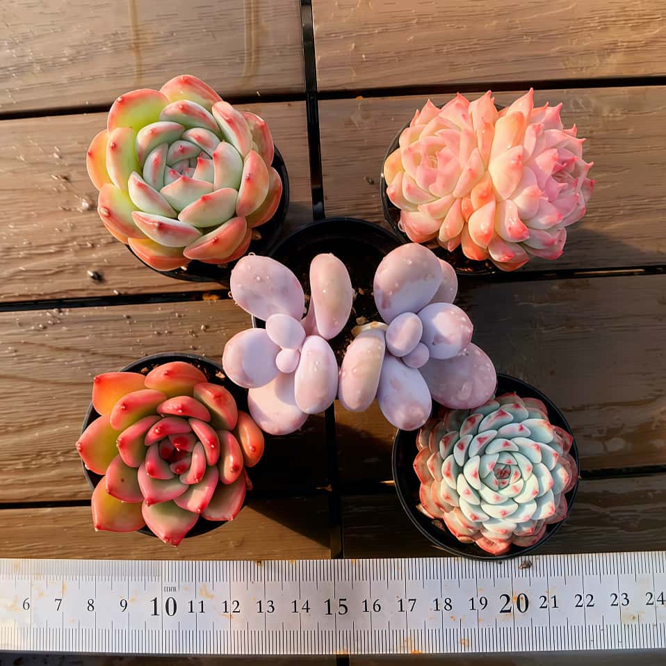 楽天市場】農園直売 多肉植物 寄せ植え 当店オリジナル5点セット-2（2